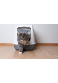 Litter & Accessories