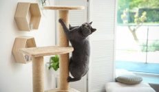 Griffoires / Arbre à chat