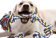 Jouets pour chien